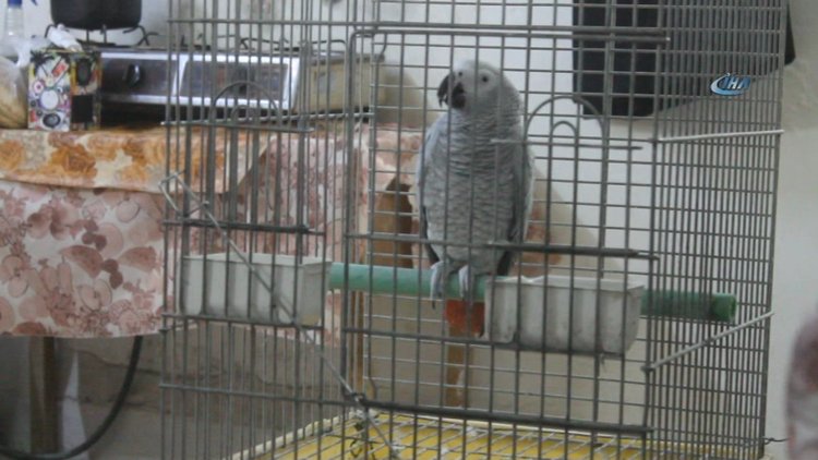 Üç sure okuyan papağan görenleri mest etti