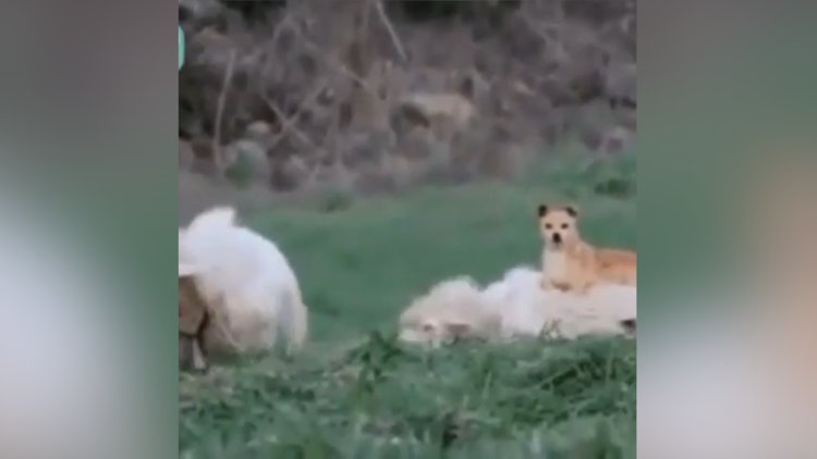 Bu çoban köpeği işini biliyor