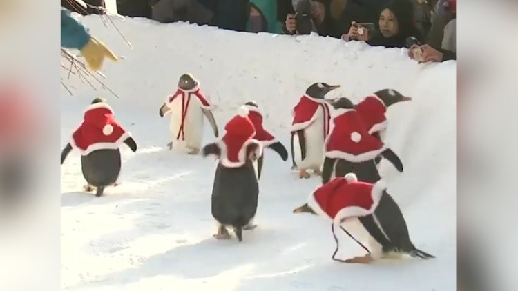 Penguenlerin yeni yıl kutlamaları