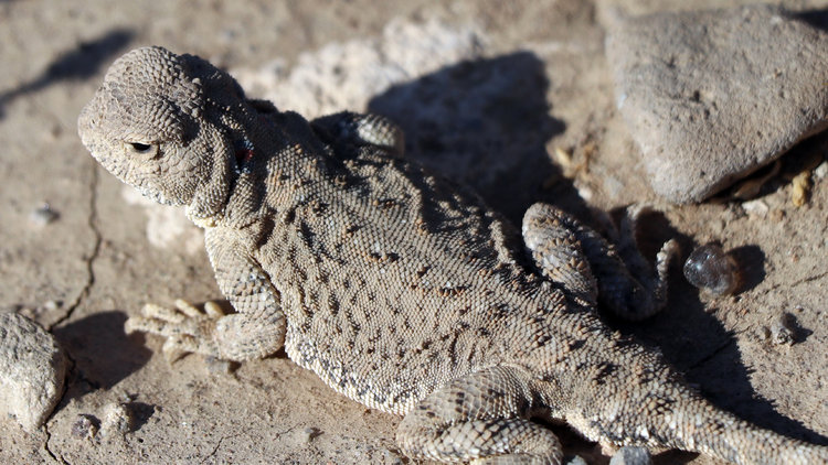 "Topbaş keleri" Ağrı Dağı'nda görüntülendi