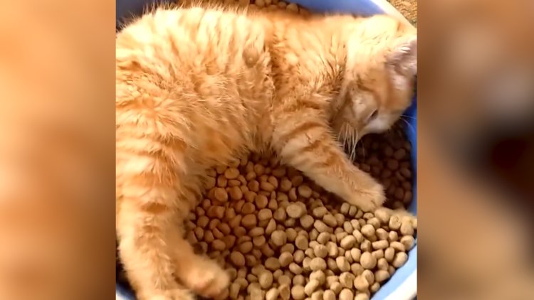 Bir kedi olarak daha ne isteyebilir ki