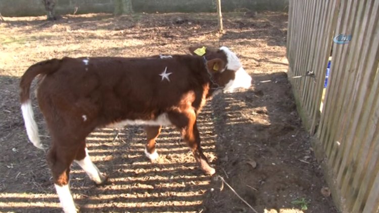 Üzerinde "Ay-yıldız" bulunan buzağıyı 1 milyon dolara satışa çıkardı