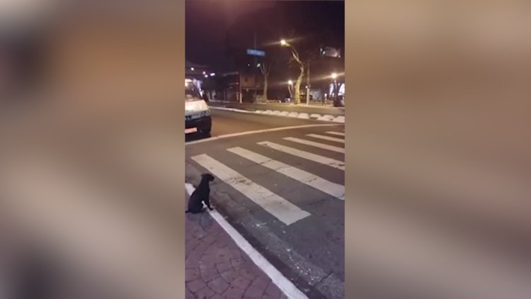 Karşıdan karşıya geçmek için ışığı bekledi