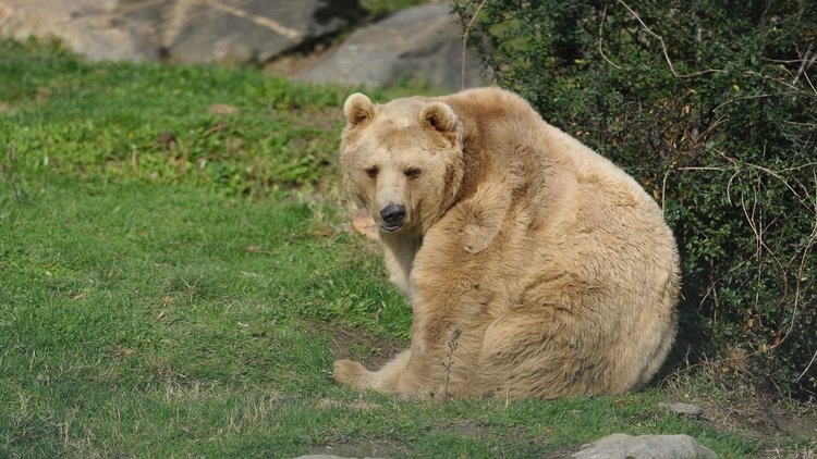 Ayılar kış uykusuna yatmayı unuttu