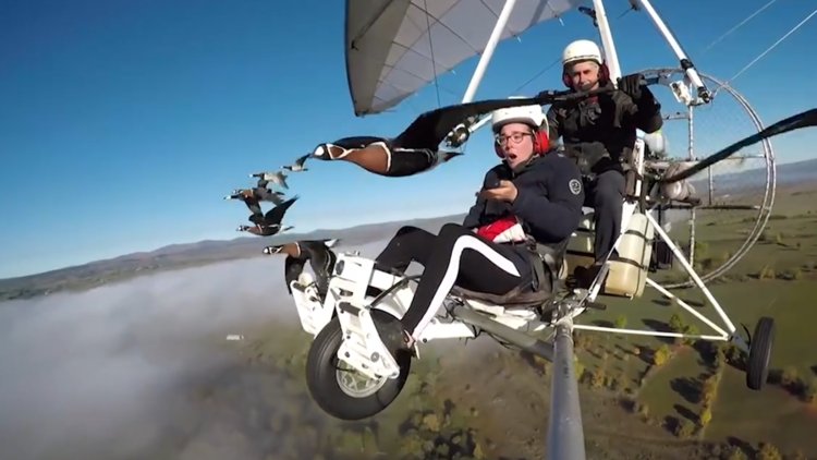 Kuş gözlemcisi 58 yaşındaki Christian Moullec, microlight tipi uçağıyla kuş sürüleriyle birlikte uçuyor