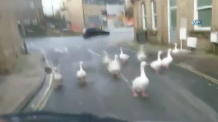 Kazlar polis otosunun önünü kesti