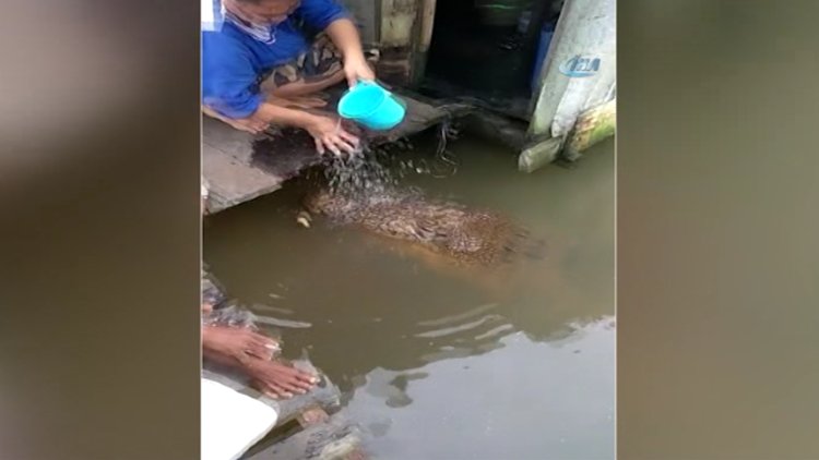 Timsahla şaşırtan dostluk