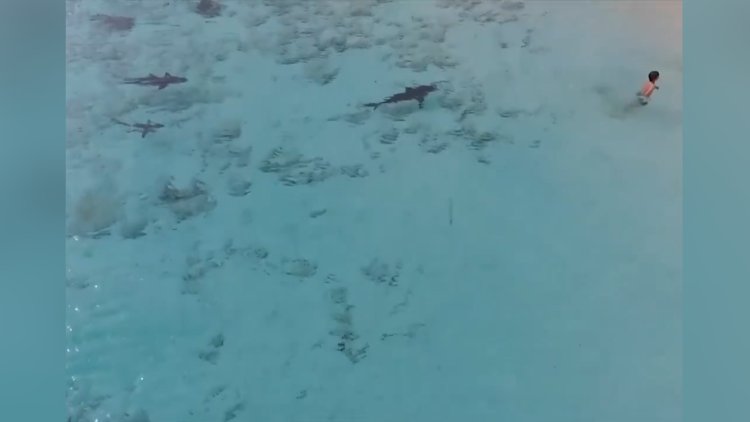 Yüzen çocuğu yemek için bekleyen köpek balıkları