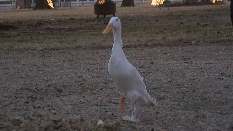 Ördeğe protez bacak yaptılar