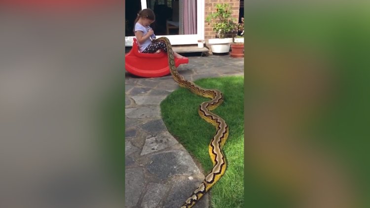 Dev pitonla minik kızın dostluğu