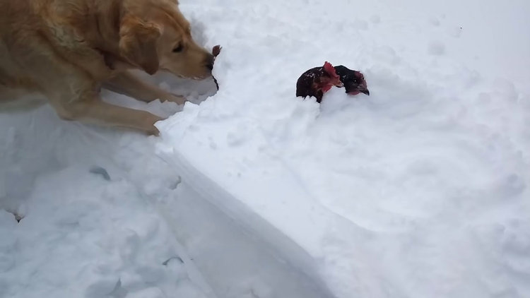 Tavukların hayatını kurtardı