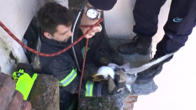 Sıkışan martıya itfaiye operasyonu