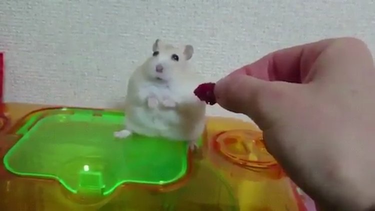 Yemeğiyle oynarken hamsterı küstürdü