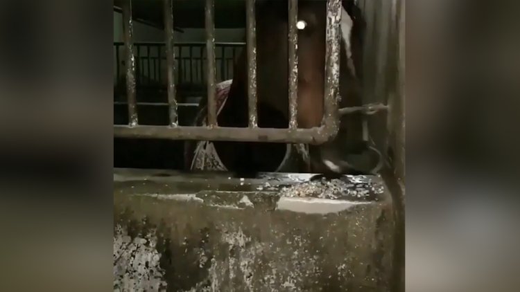 Arkadaşıyla yemeğini paylaşan at