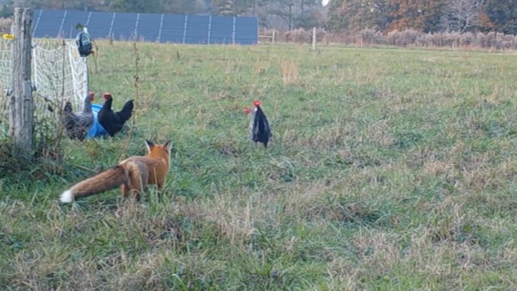 Tavuk hırsızı tilki güvenlik kamerasında