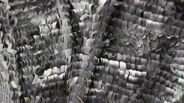 Kelebek kanadının mikroskopla detaylı çekimi