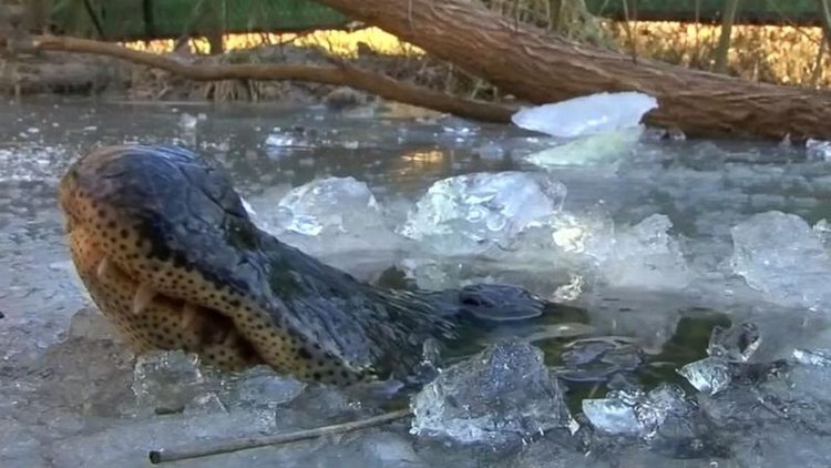 Hayvanlar da yaşam savaşı veriyor