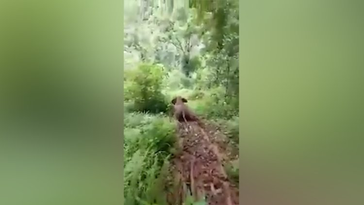 Kestirmeyi kullanan sevimli fil