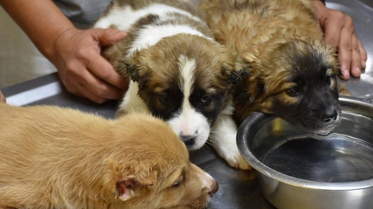 Hayvan işkencecilerine hapis