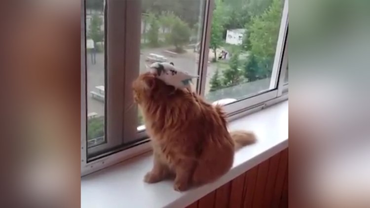 Kedinin sabrını zorlayan kuş