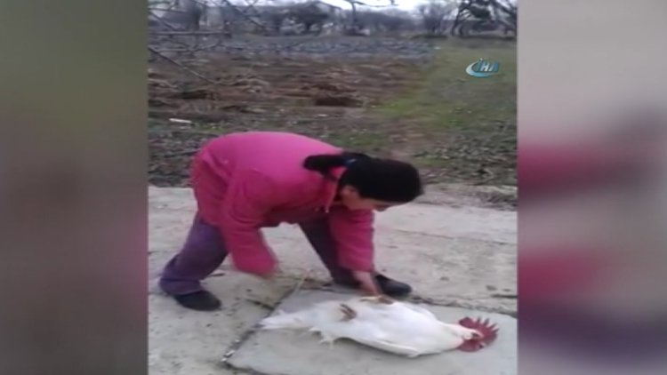 Ölü taklidi yapan horoz küçük kızı korkuttu