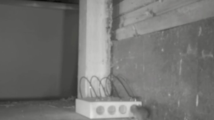 Dünyanın en eski fare tuzaklarından biri