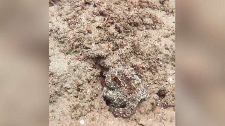 Ahtapotun okyanus tabanındaki ilginç renk değişimi