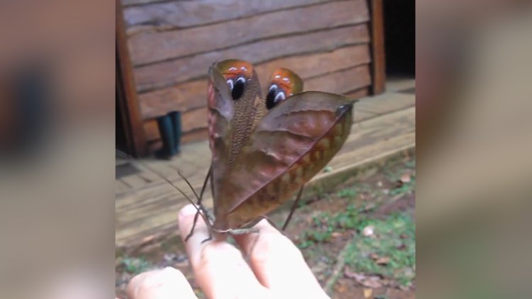 Büyüleyici kamuflaj