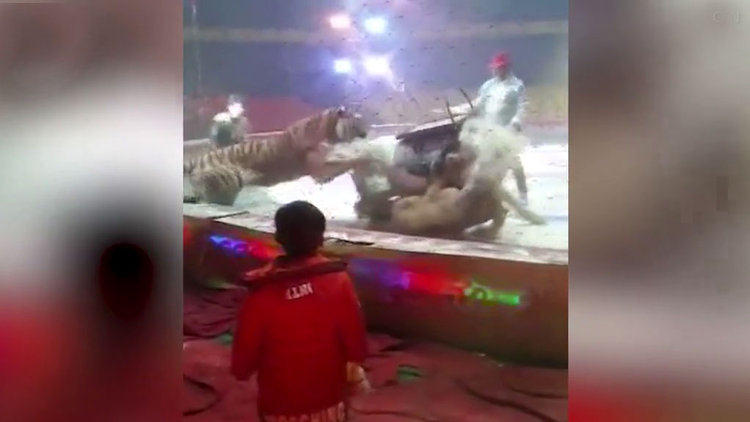 Vahşi kediler böyle saldırdı