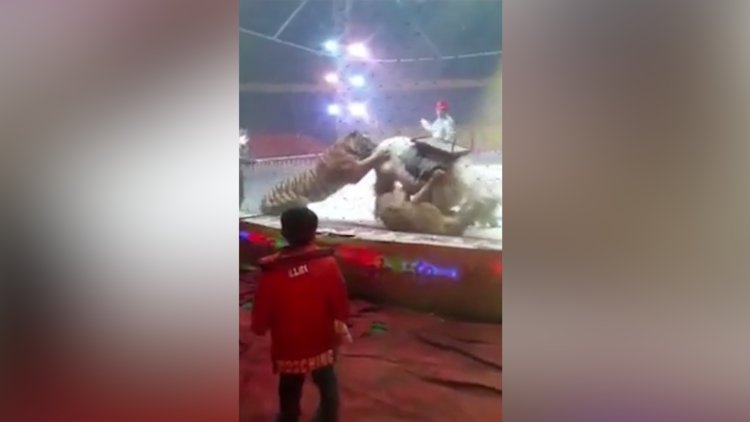 Kaplanlar sirkte ata saldırdı