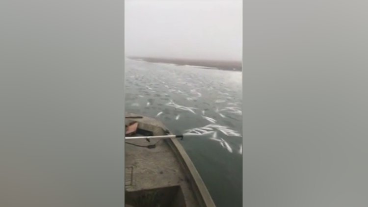 Balıklar donarak öldü