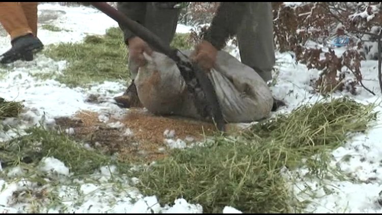 Yaban hayvanları için doğaya yem bırakıldı