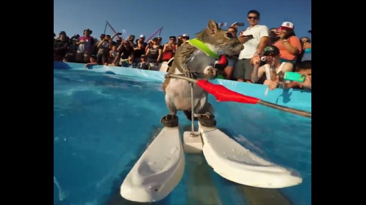 Su kayağı yapan sincapın sevimli hali