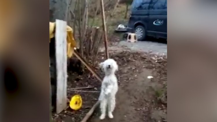Kemençe sesine dayanamayan köpek