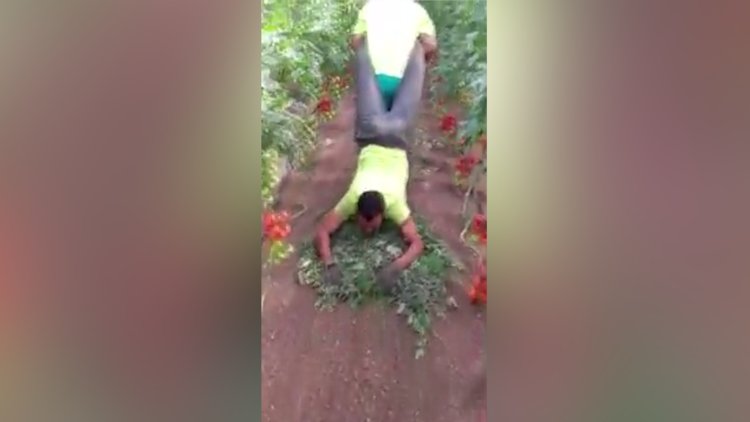 Domates serasını böyle temizlediler