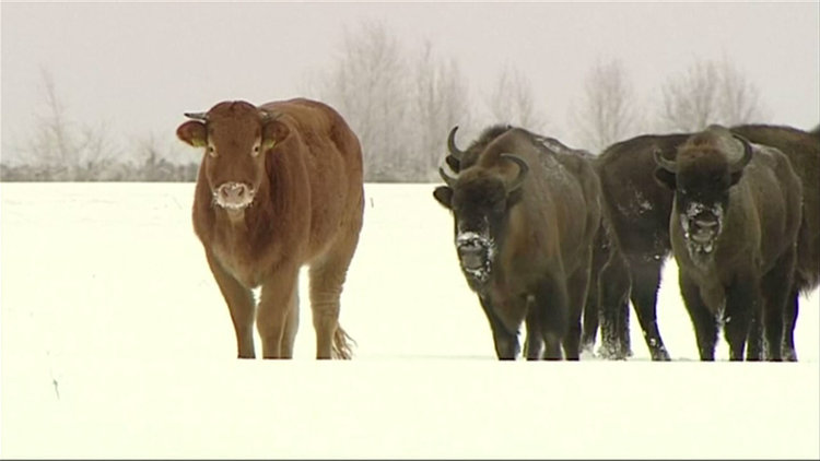 Özgürlüğüne düşkün inek