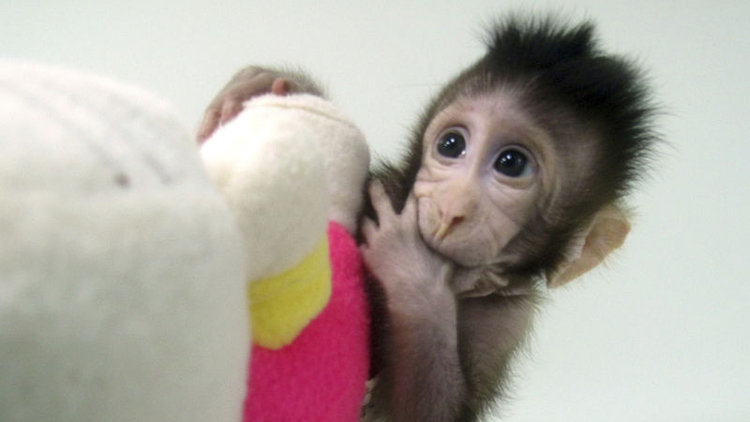 Çinliler maymun klonladı, sıra insanda mı?