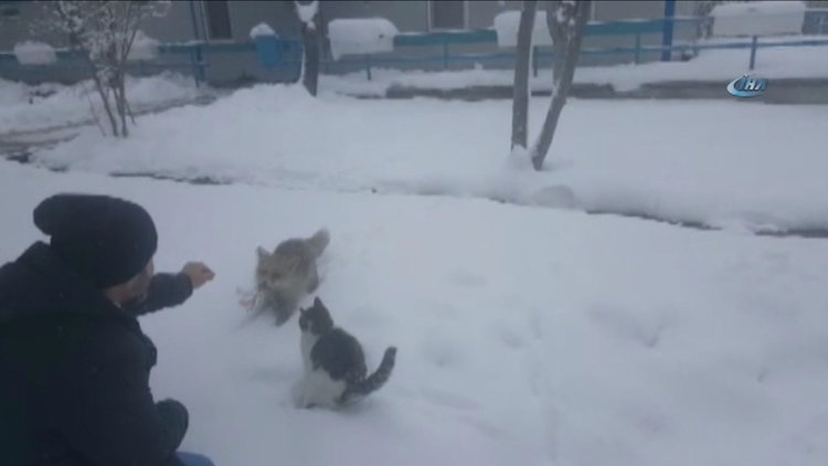 Aç kalan tilkiyi elleriyle beslediler