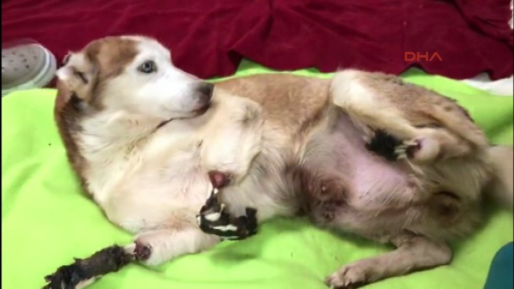 Diren köpeğin asitten eriyen bacakları insanlık ölmüş dedirtti