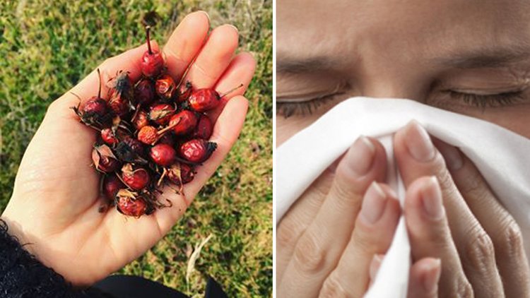 Kuşburnunun faydaları nelerdir?
