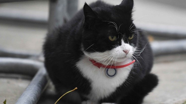 Fareleri yakalayamayınca diete girdi