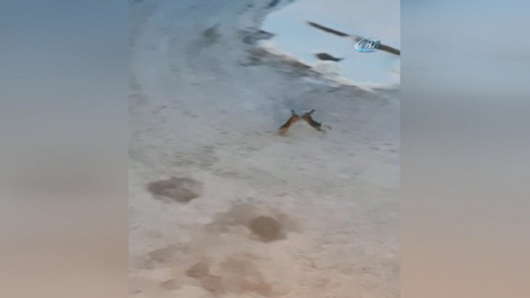 Tavşanların kavgası