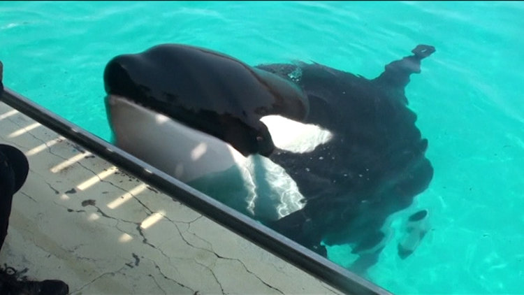 İnsan seslerini taklit eden katil balina: 'Wikie'