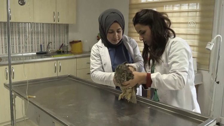 Yaralı puhu tedavi altına alındı