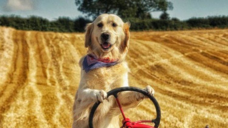 Traktör kullanan köpek Rambo!