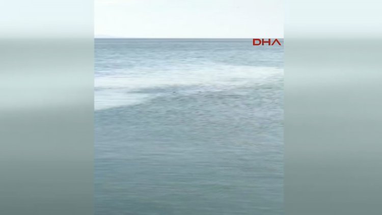 Zargana azmanını köpek balığı sandılar