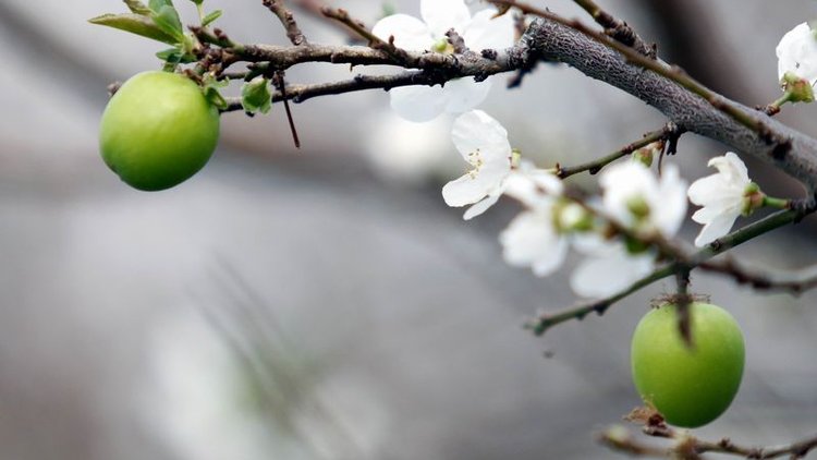 Yılın ilk eriğinin fiyatı dudak uçuklattı