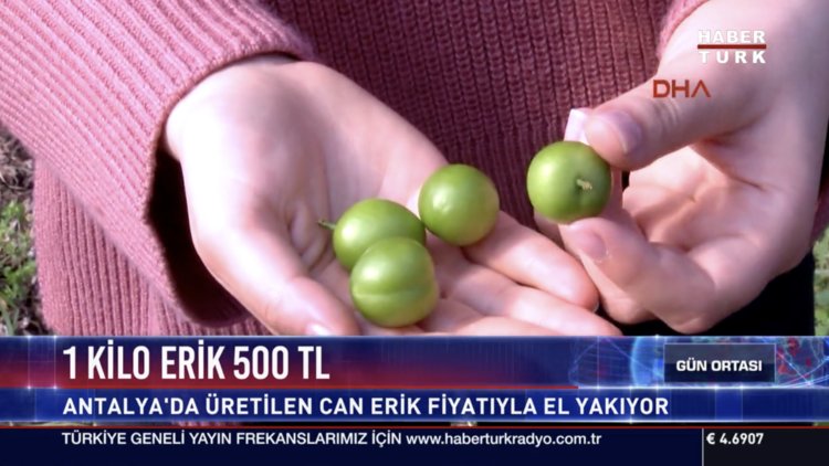 1 kilo erik 500 TL