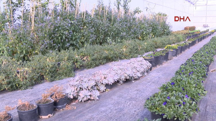 Sevgilinizin gönderdiği bu çiçeği yiyebilirsiniz