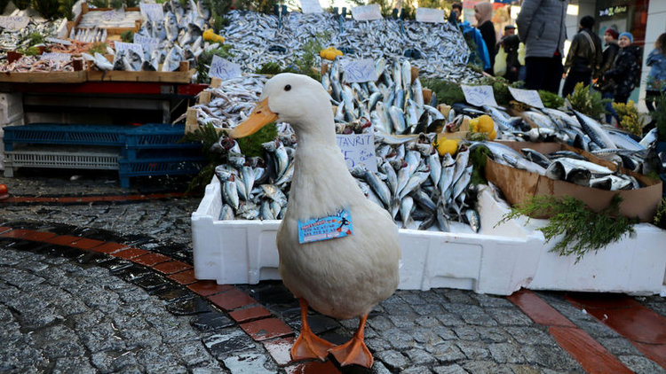 Balıkçıların hamsiyle beslediği ördek, pazarın maskotu oldu